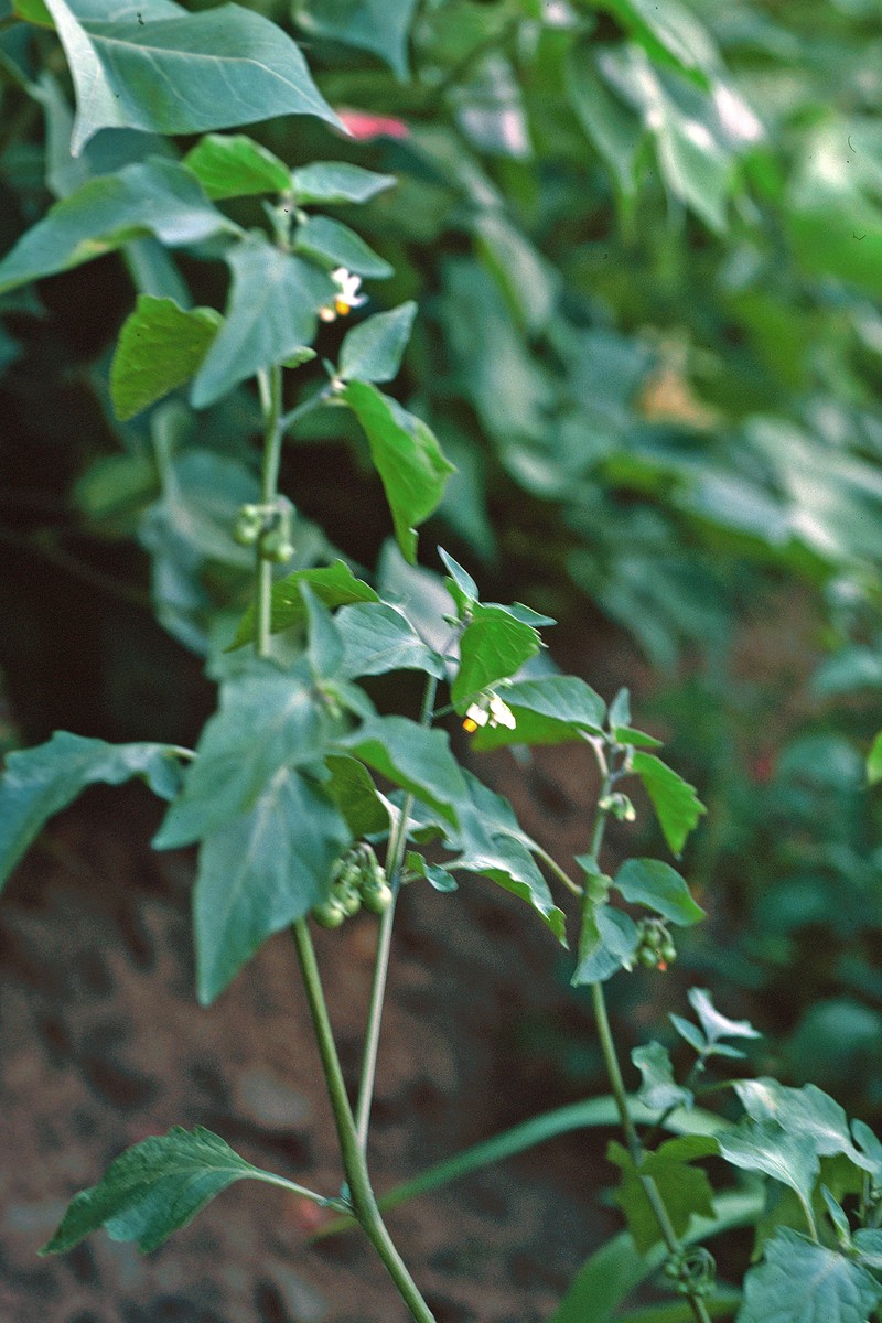 Hoe Nightshade photo 6