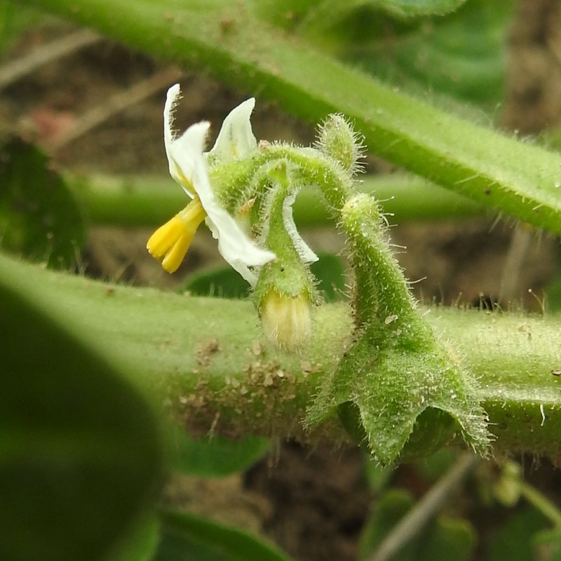 Hoe Nightshade photo 8