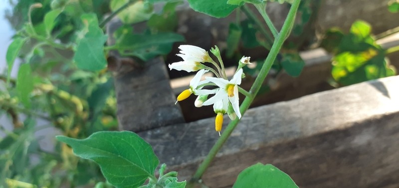 Solanum pilcomayense photo 2