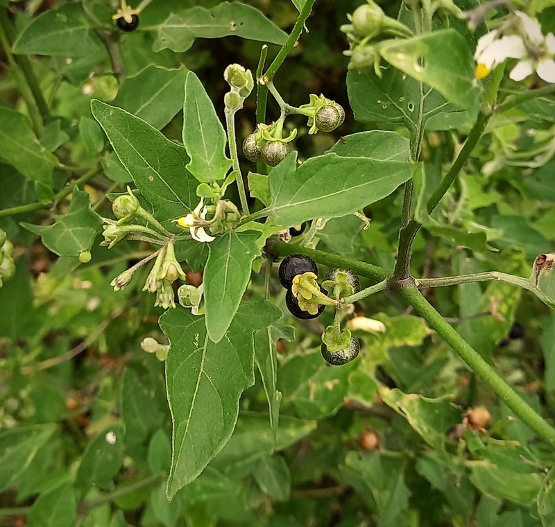 Solanum pilcomayense photo 3