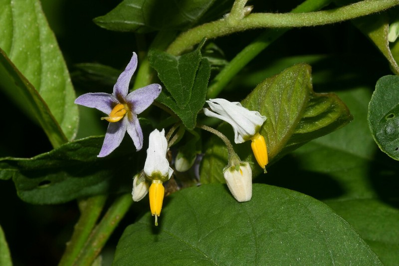 Solanum pilcomayense photo 4
