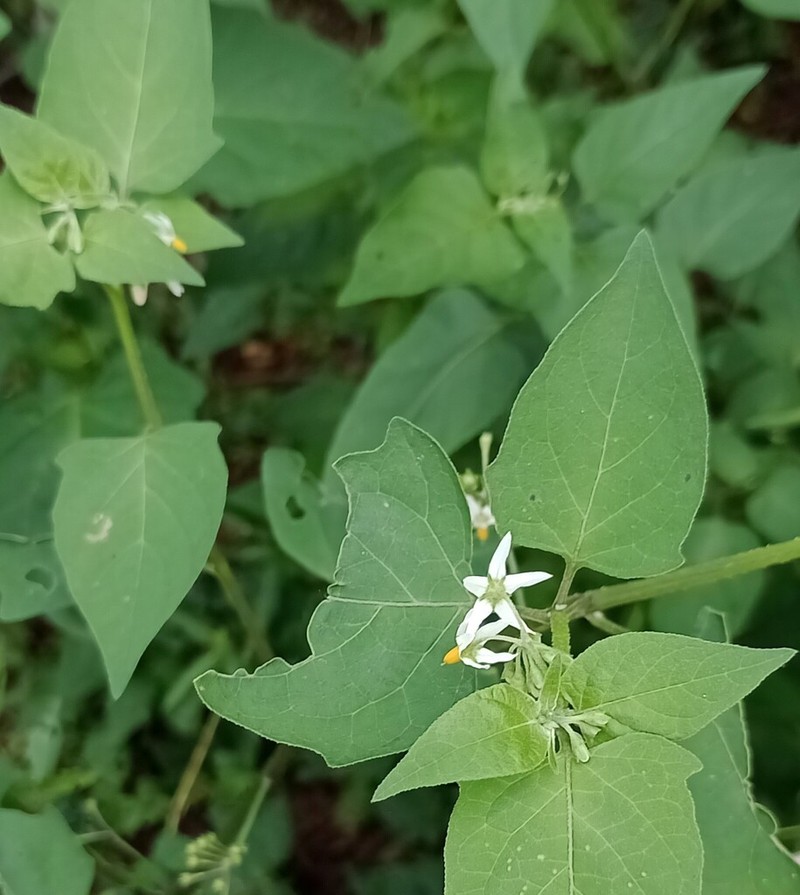 Solanum pilcomayense photo 5