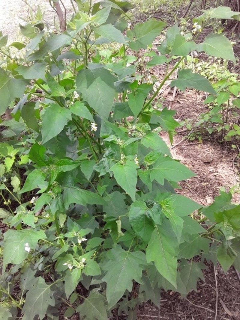 Solanum pilcomayense photo 6