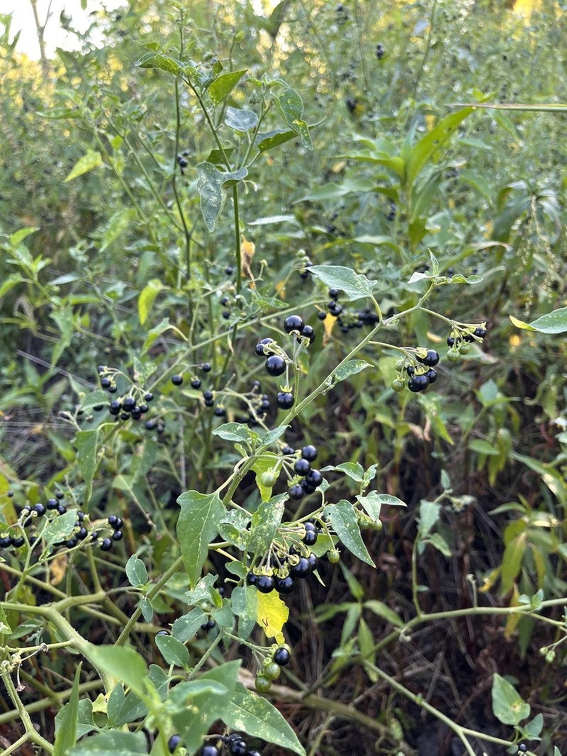 Solanum pilcomayense photo 8