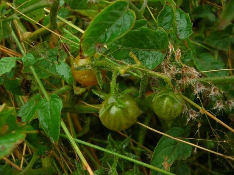 Currant Tomato photo 5