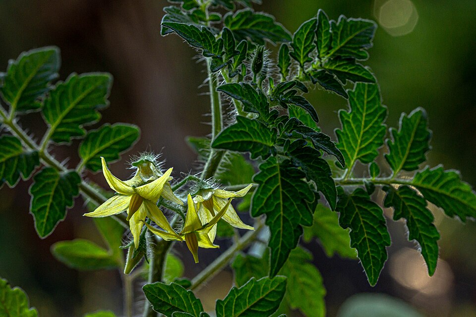 Currant Tomato photo 6