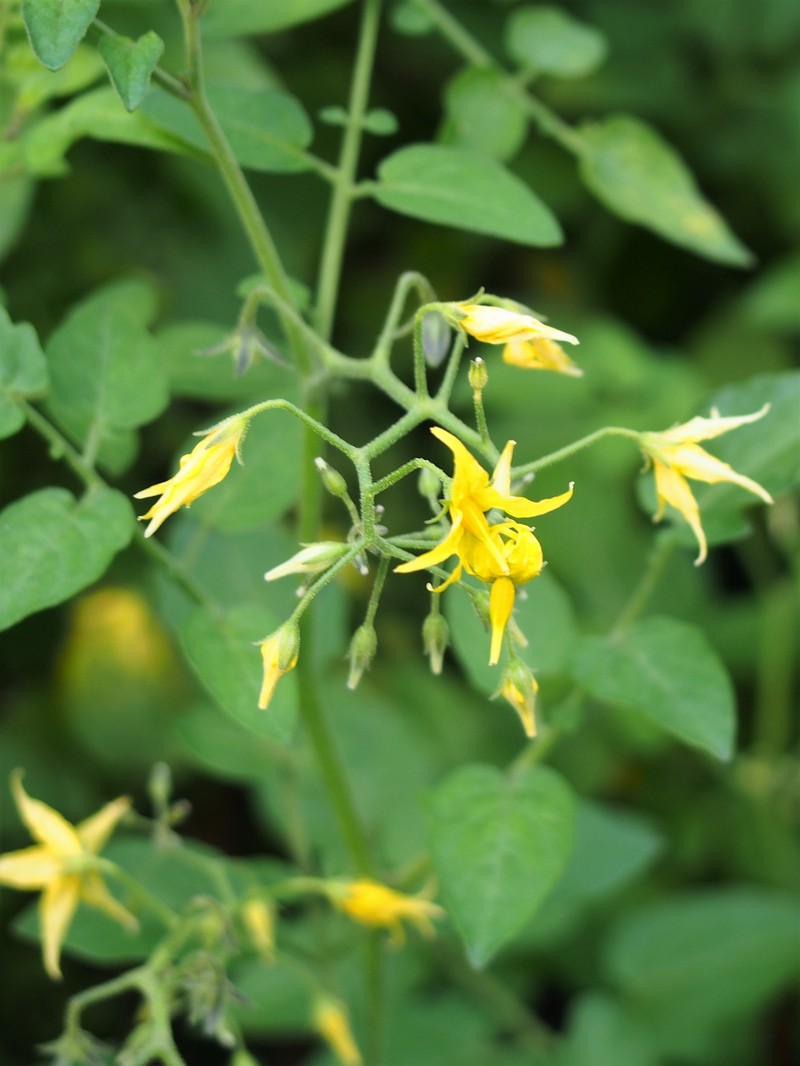 Currant Tomato photo 2