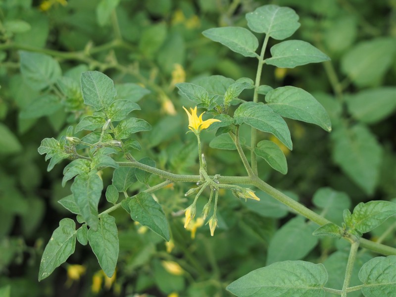 Currant Tomato photo 3