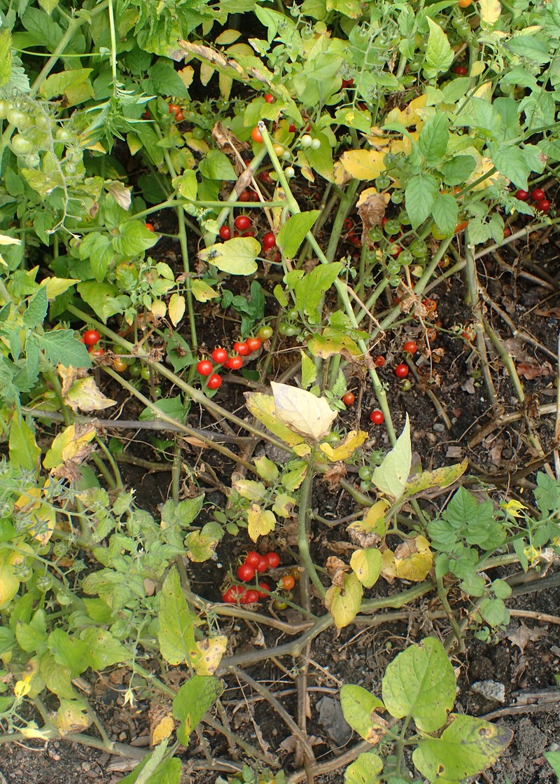 Currant Tomato photo 4