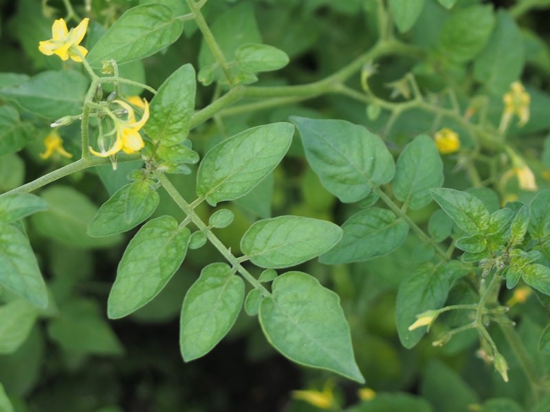 Currant Tomato photo 7