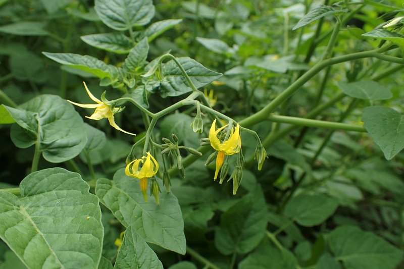 Currant Tomato photo 8