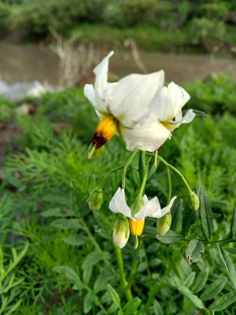 Tansyleaf Nightshade photo 2