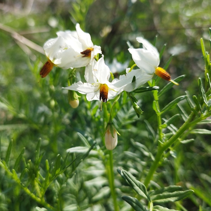 Tansyleaf Nightshade photo 3