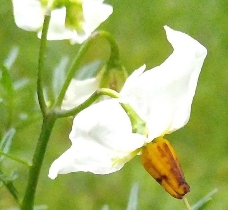 Tansyleaf Nightshade photo 4