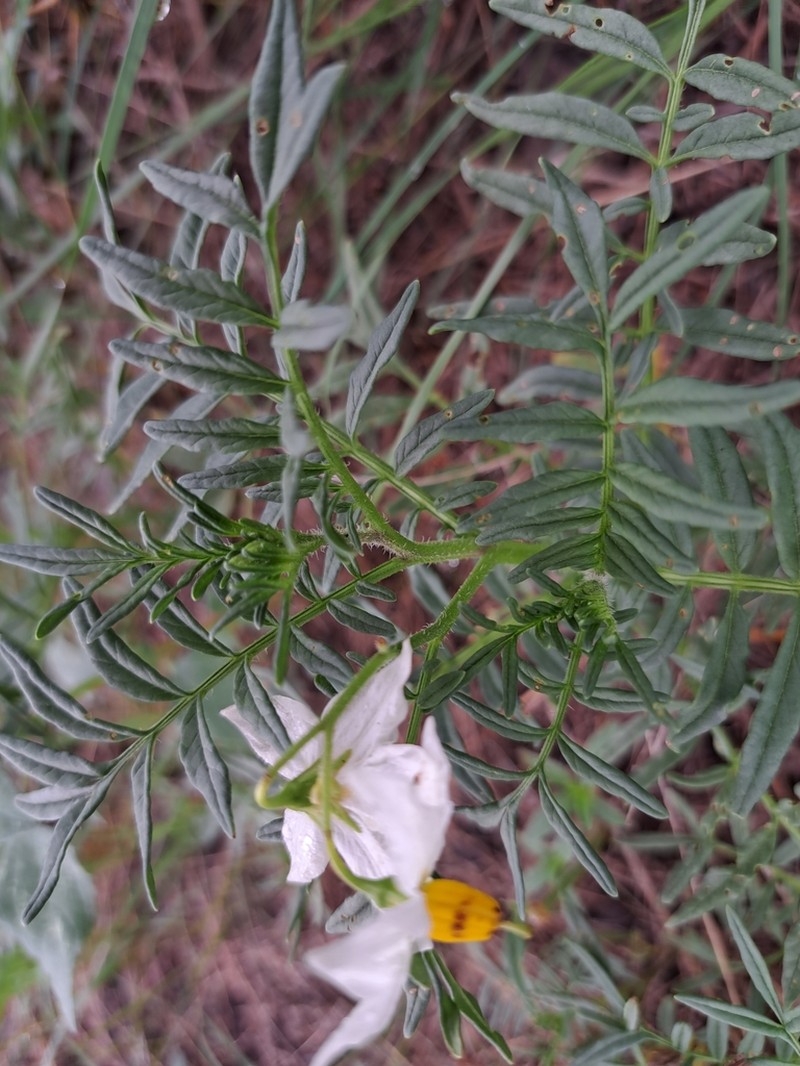 Tansyleaf Nightshade photo 5