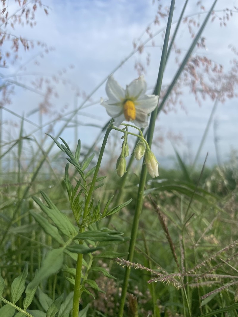Tansyleaf Nightshade photo 6