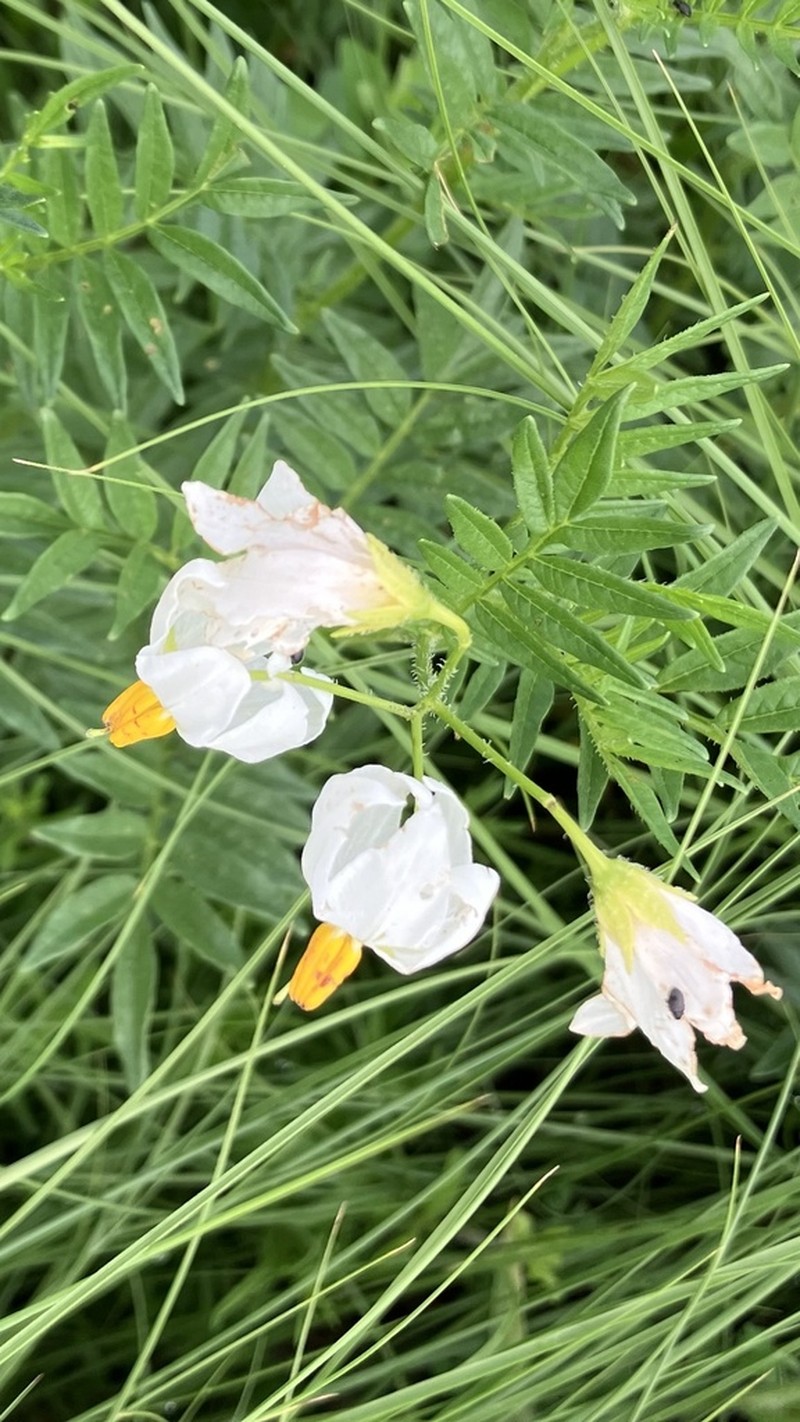 Tansyleaf Nightshade photo 7