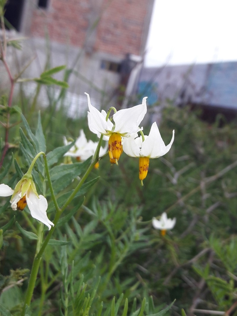 Tansyleaf Nightshade photo 8