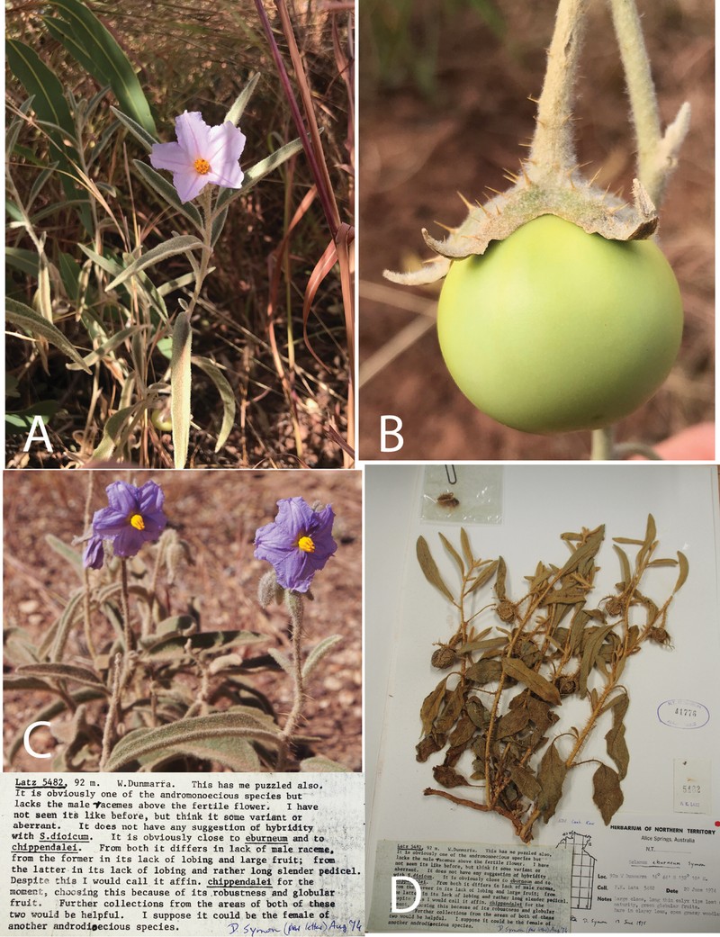 Solanum plastisexum