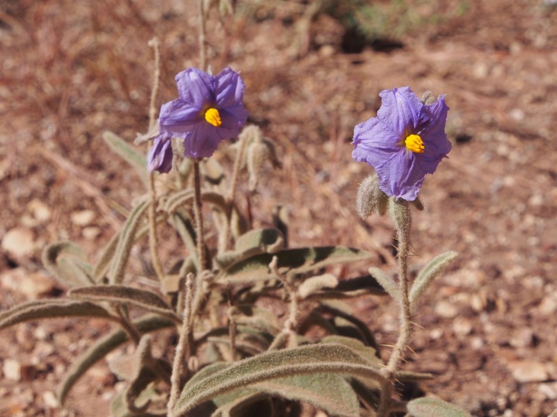 Solanum plastisexum photo 3