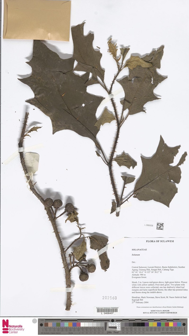 Solanum poka
