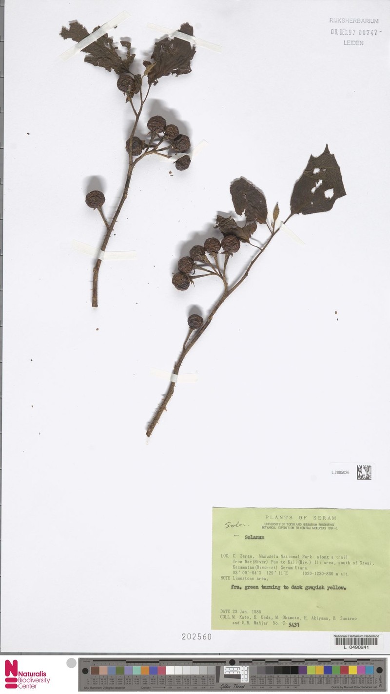 Solanum poka photo 2