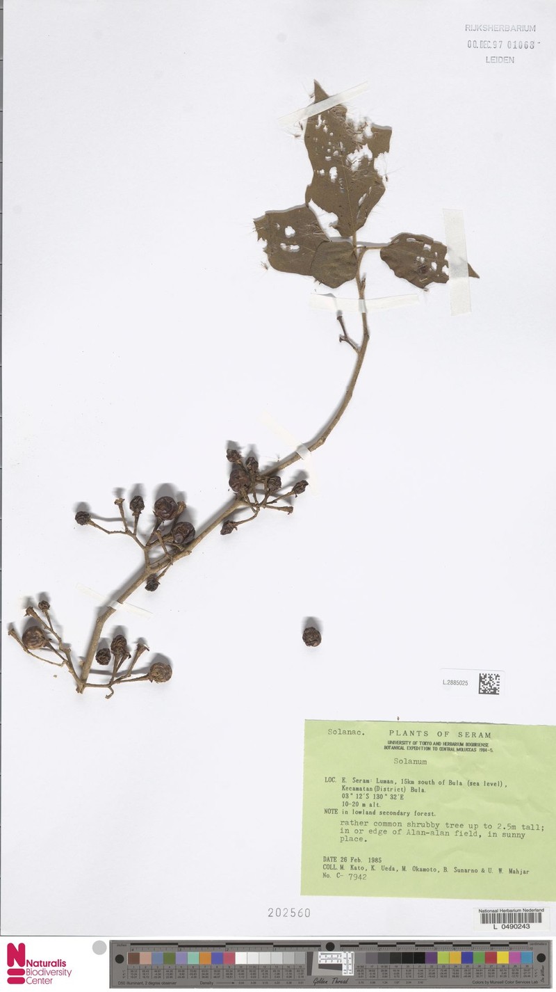 Solanum poka photo 3