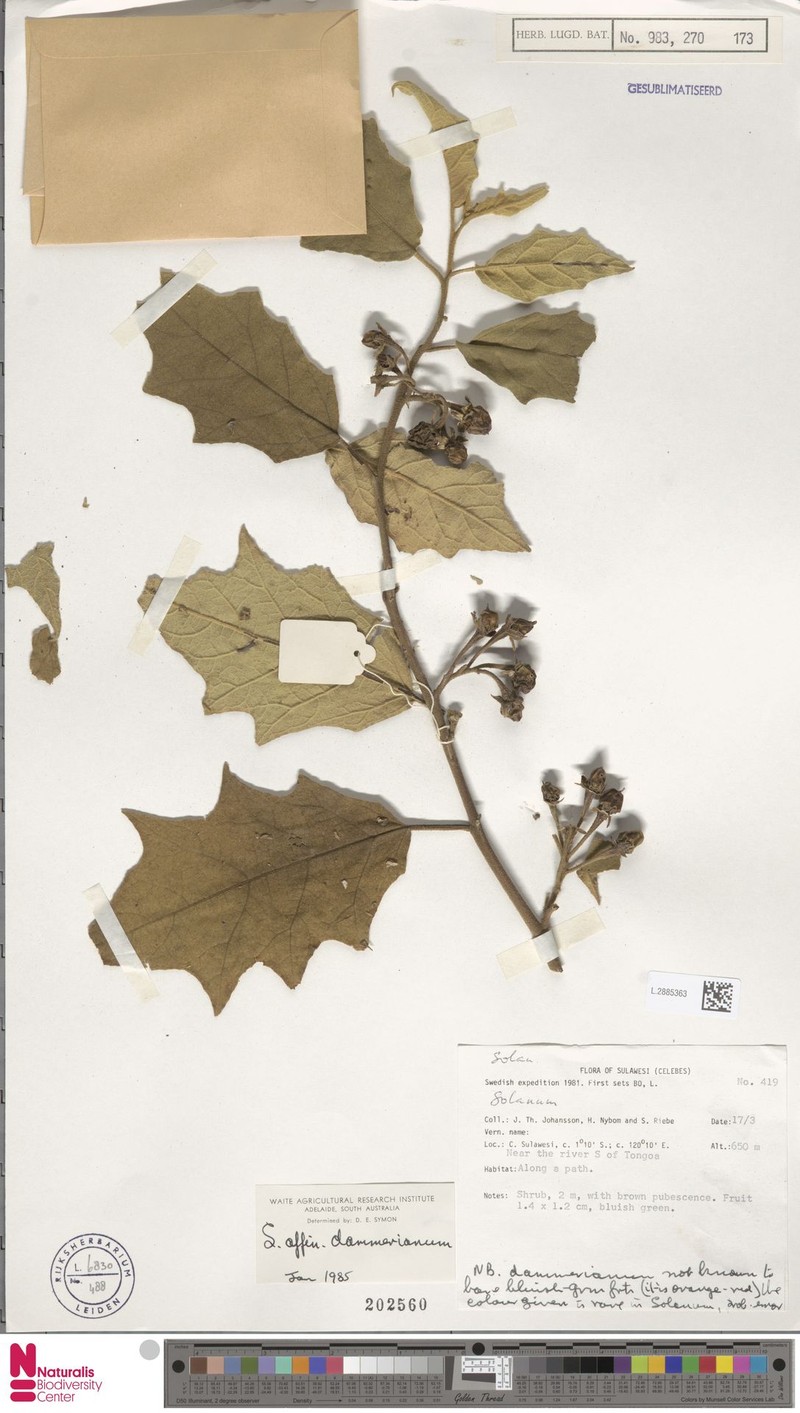 Solanum poka photo 4