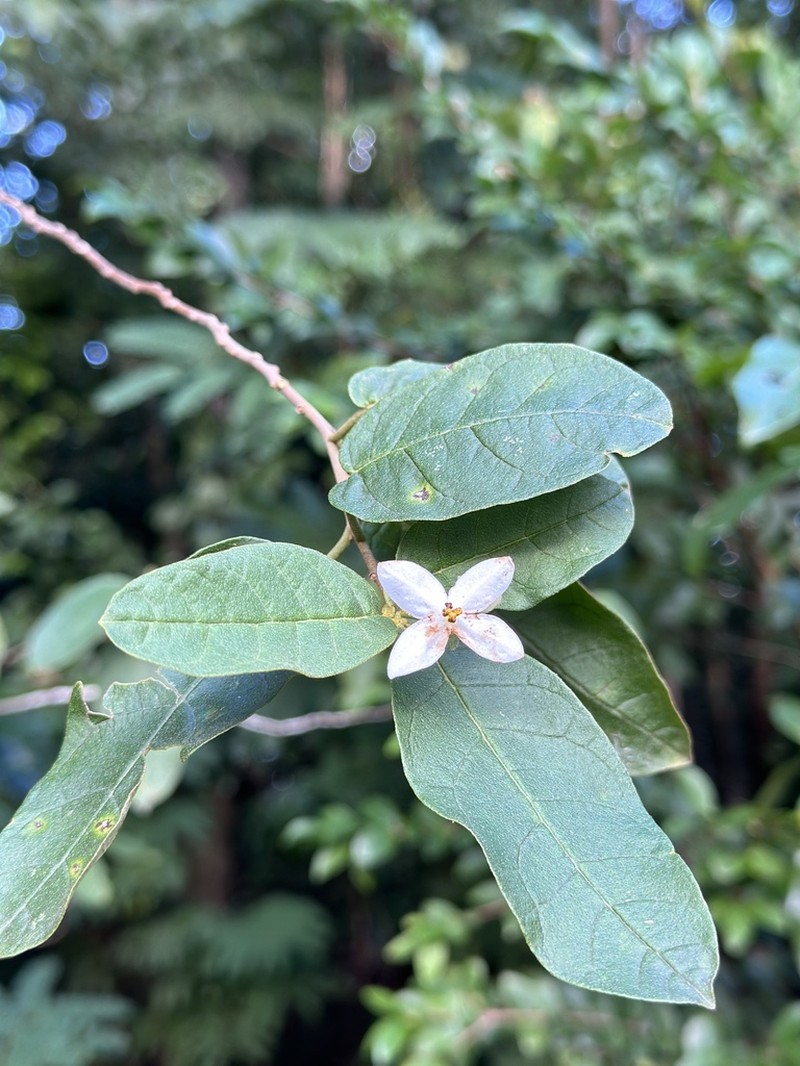 Cakalaka Berry