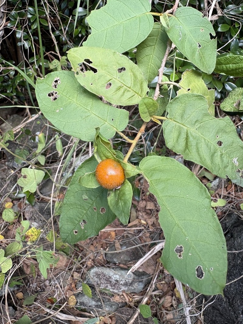 Cakalaka Berry photo 2