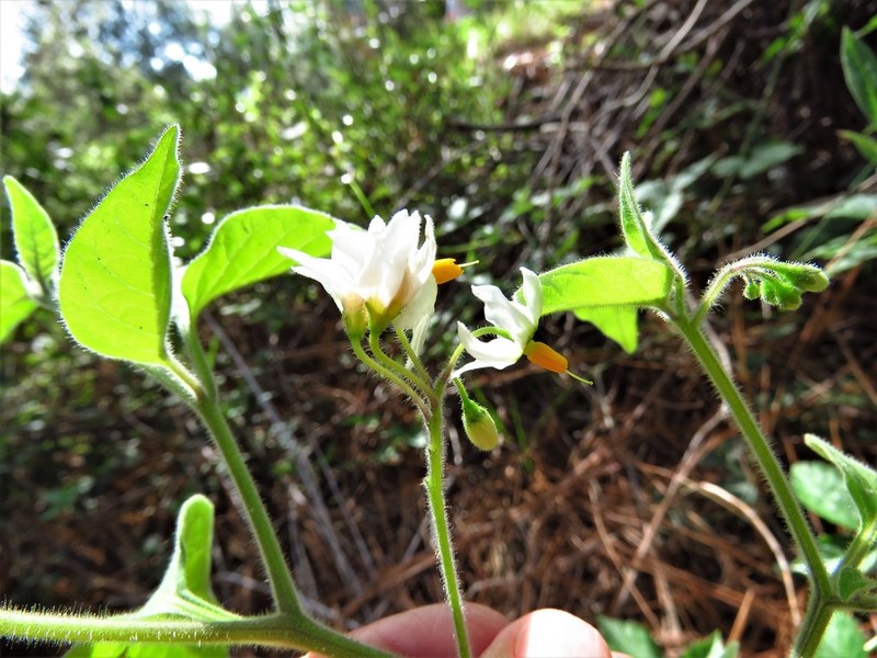 Solanum pruinosum