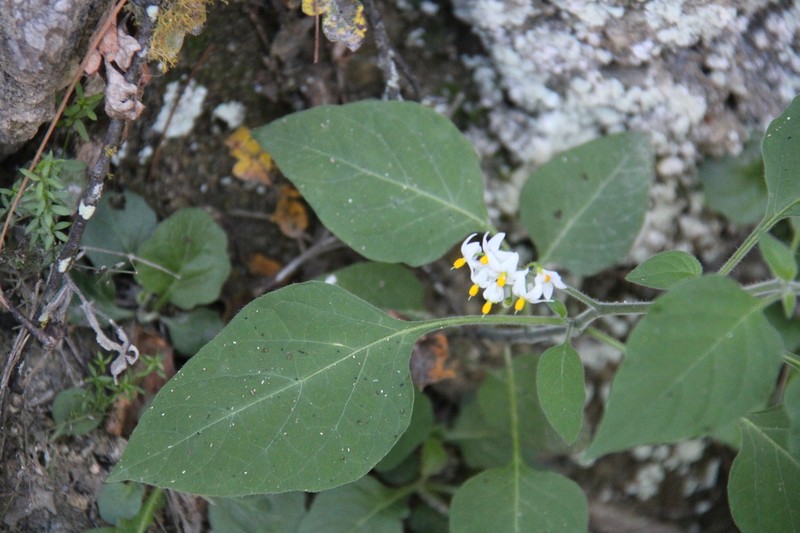 Solanum pruinosum photo 2