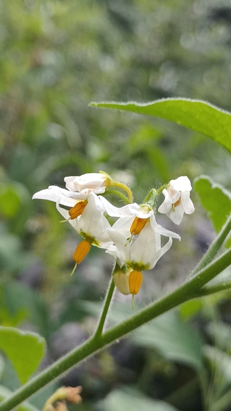 Solanum pruinosum photo 3