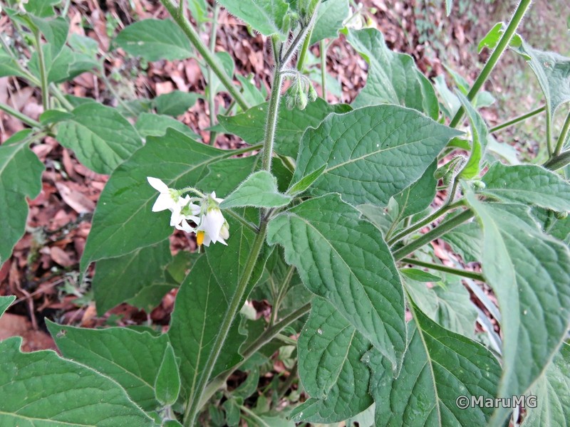Solanum pruinosum photo 4
