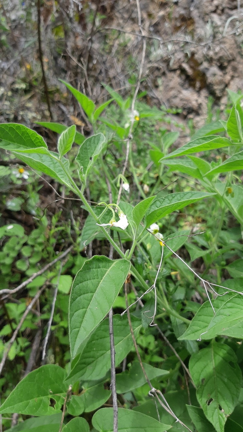 Solanum pruinosum photo 5