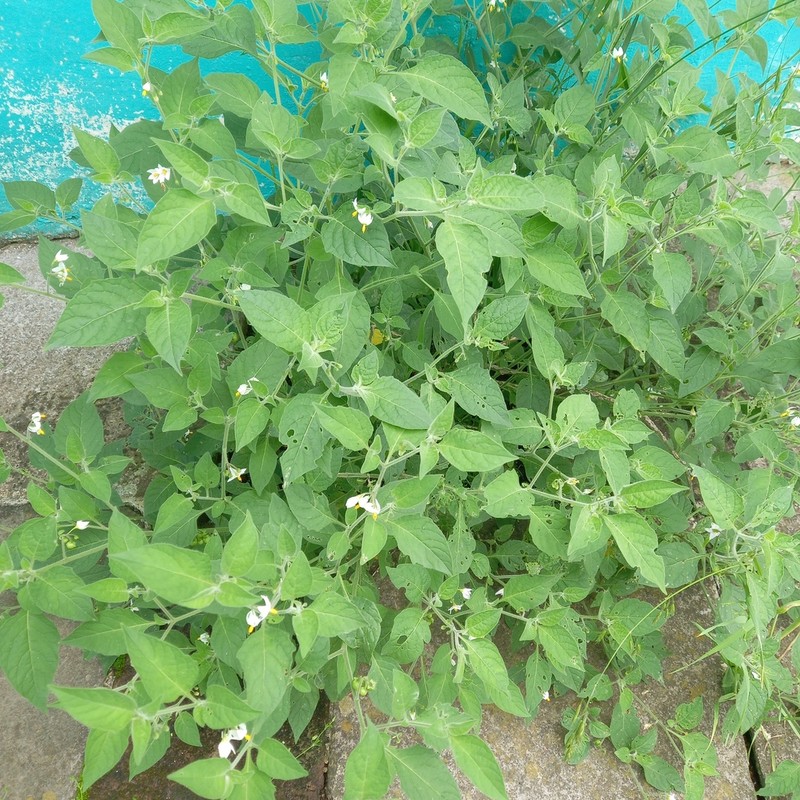 Solanum pruinosum photo 6