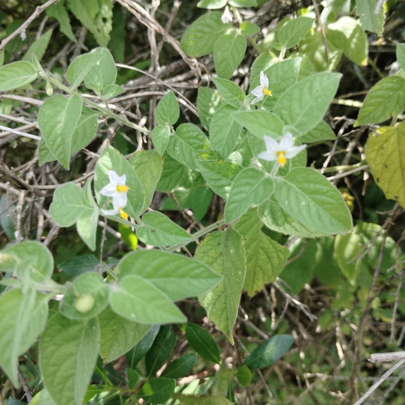 Solanum pruinosum photo 7