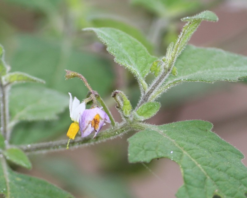 Solanum pruinosum photo 8