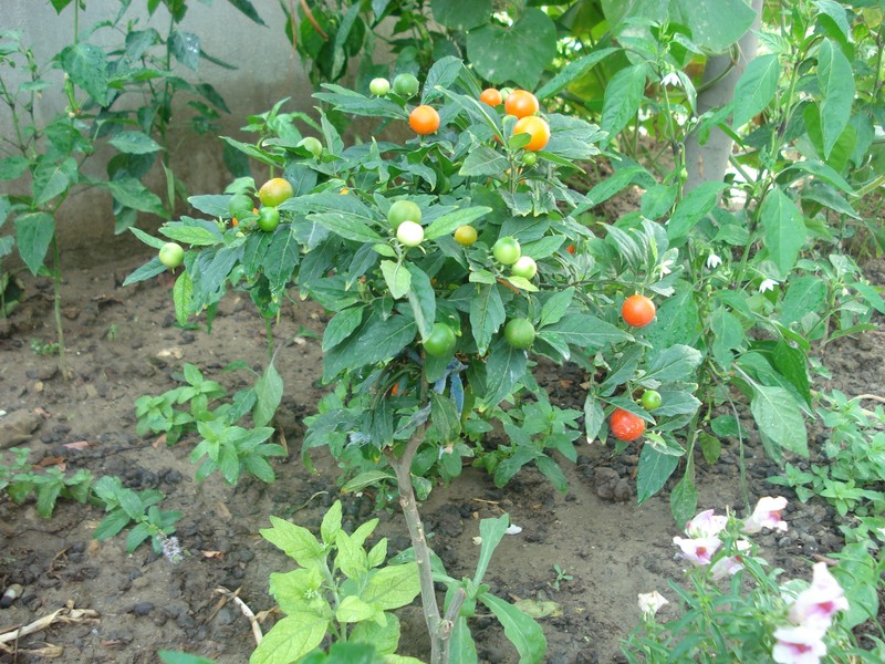 Jerusalem Cherry photo 2