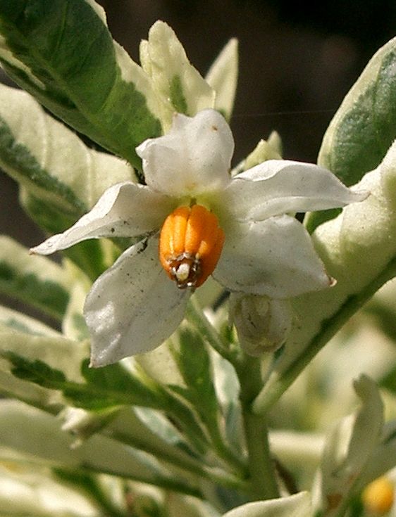 Jerusalem Cherry photo 6