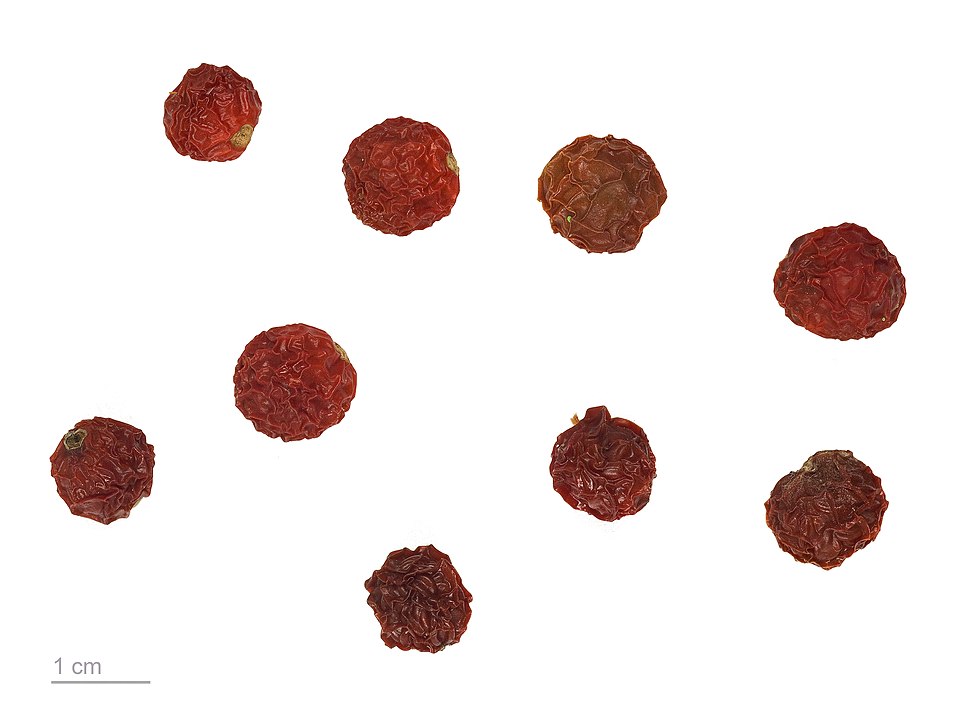 Jerusalem Cherry photo 7