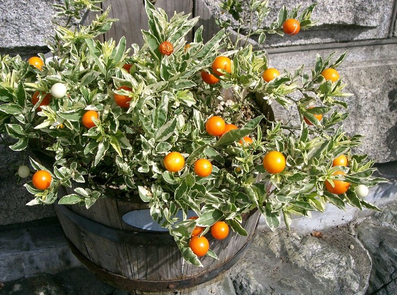 Jerusalem Cherry photo 3