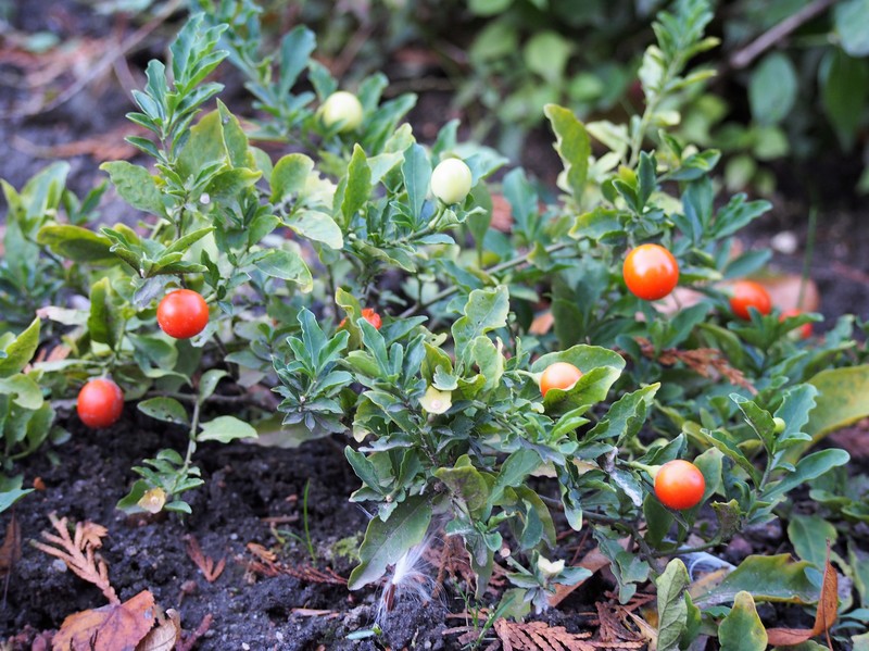 Jerusalem Cherry photo 4
