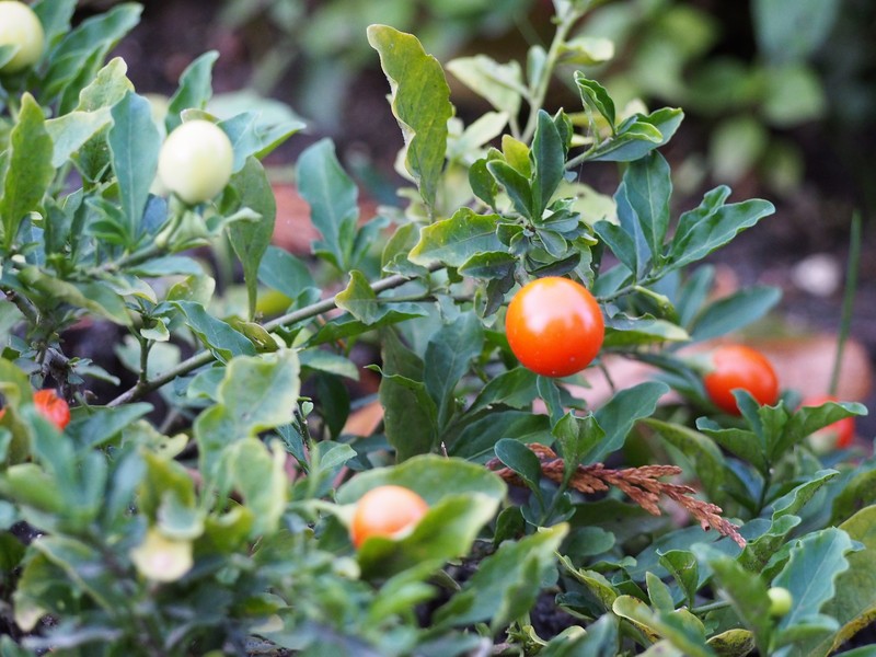 Jerusalem Cherry photo 5