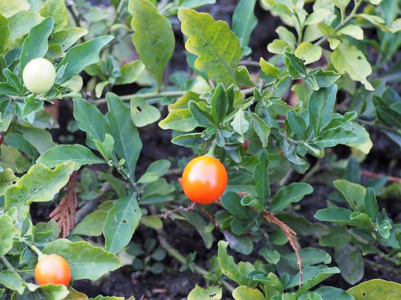 Jerusalem Cherry photo 8