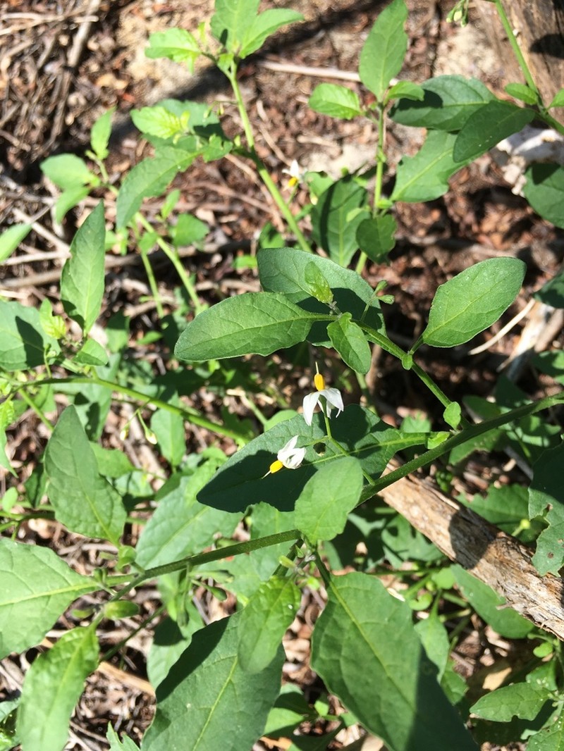Glowing Nightshade