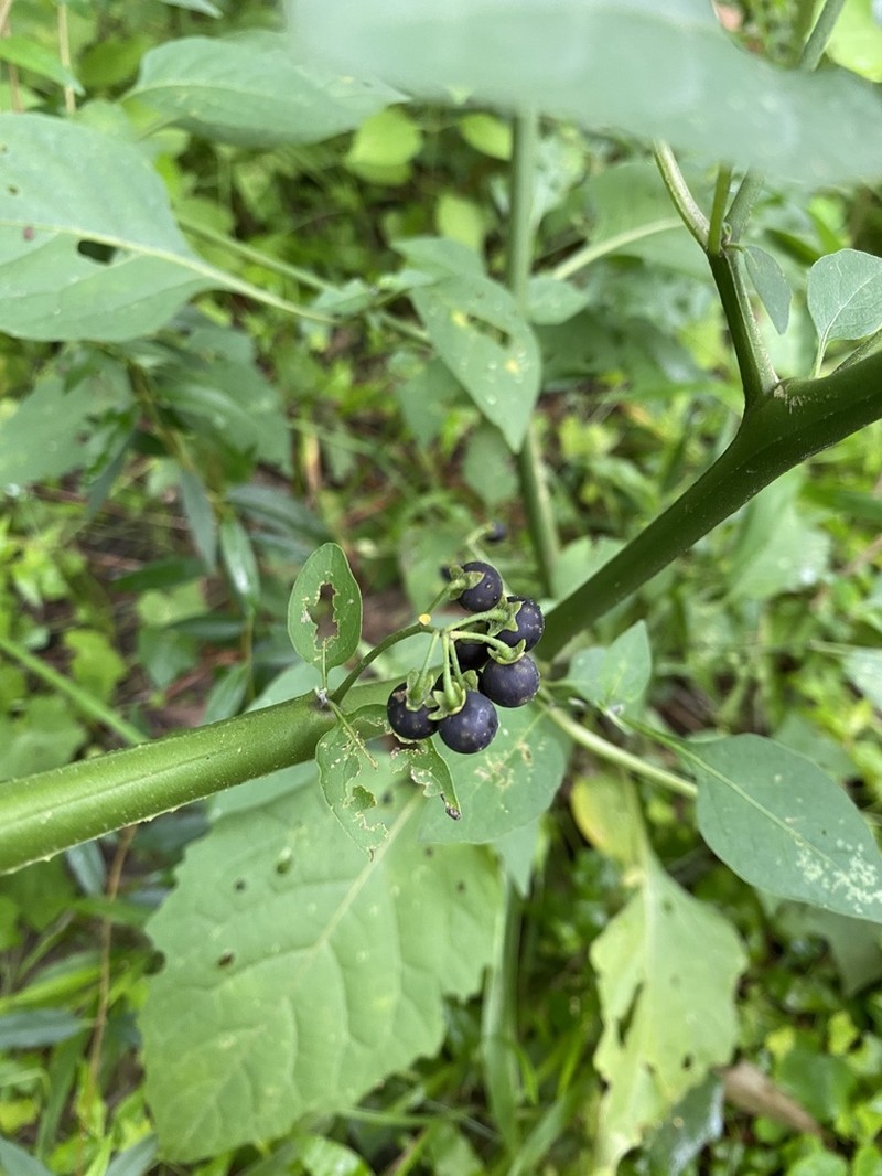 Glowing Nightshade photo 3