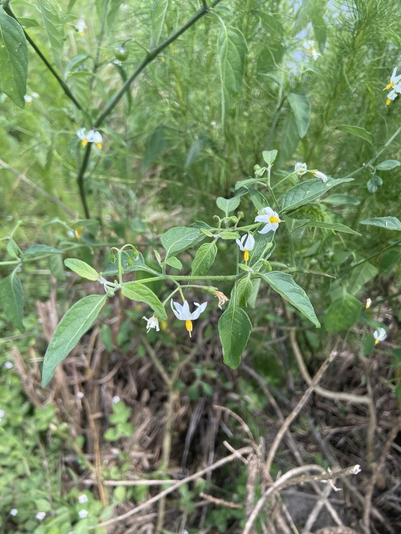 Glowing Nightshade photo 4