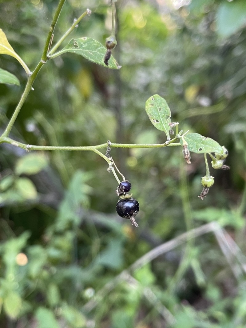Glowing Nightshade photo 6