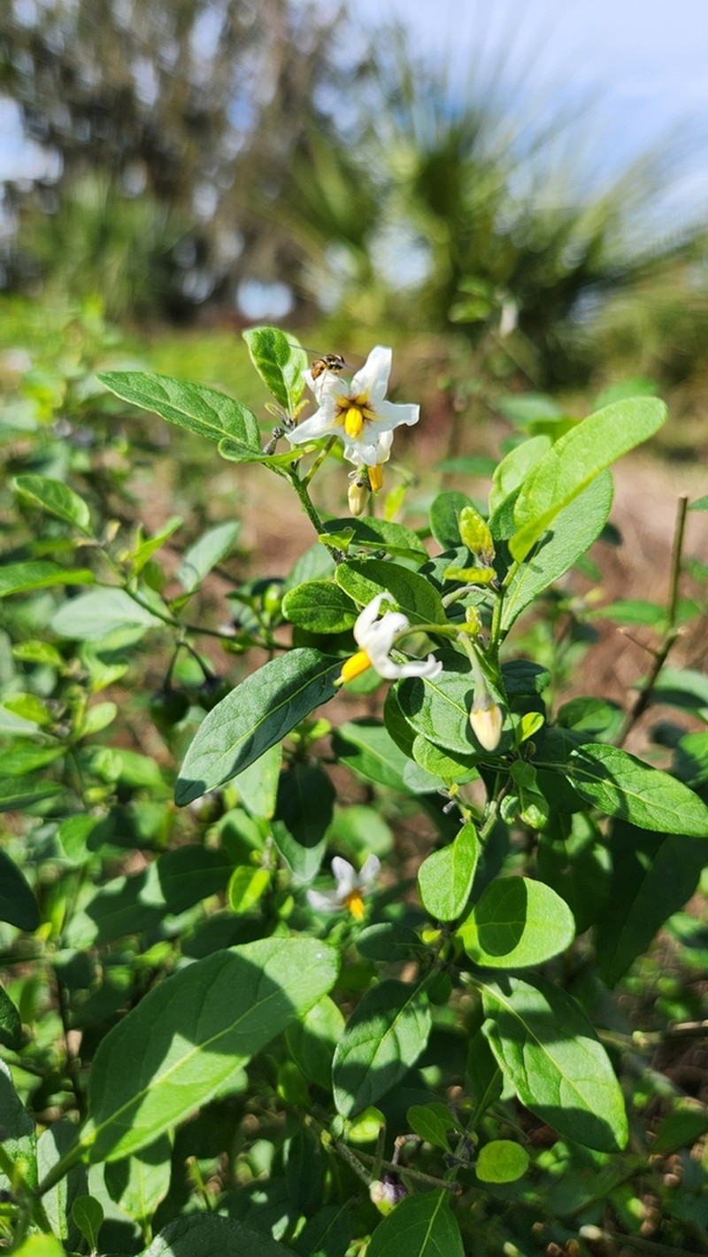 Glowing Nightshade photo 7